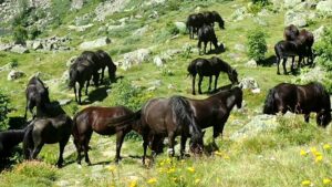 Balades équestres en arrière-pays niçois